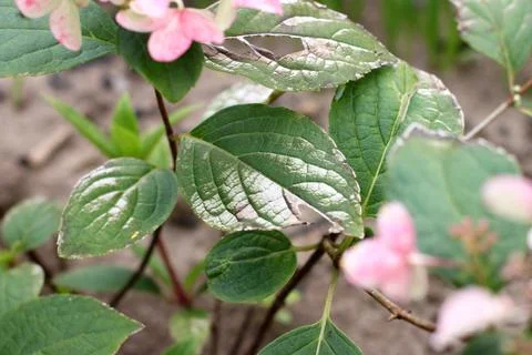 Hydrangea leaves, affected by a white coating. The disease of flowers. Defocus. Stock Photos