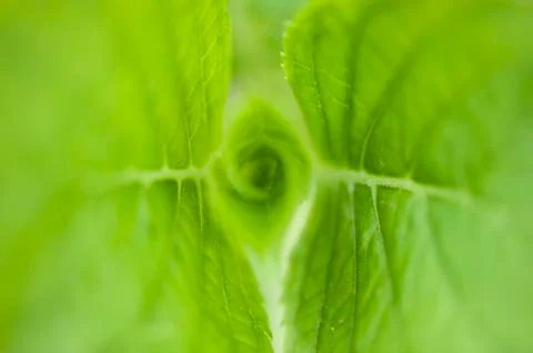 Hydrangea leaves, close-up Stock Photos