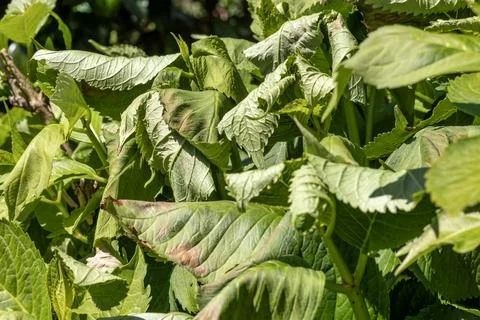 Hydrangea Leaves Damaged by Sun and Heat Stress Stock Photos