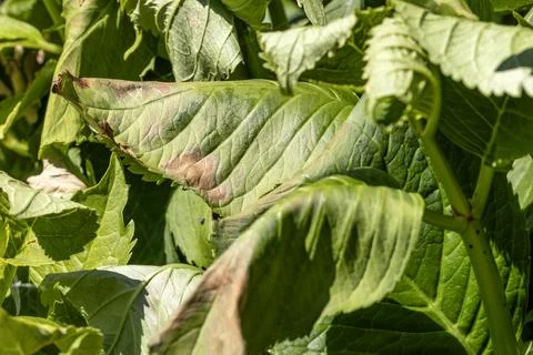 Hydrangea Leaves Damaged by Sun and Heat Stress Stock Photos