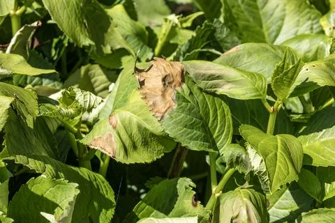 Hydrangea Leaves Damaged by Sun and Heat Stress Stock Photos