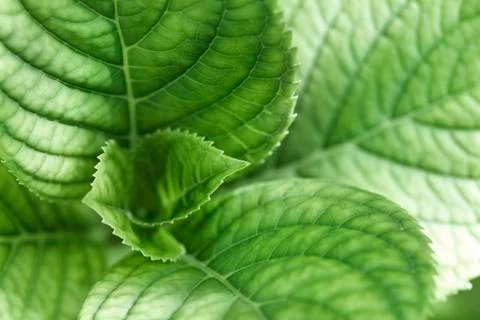 Hydrangea leaves, extreme close-up Stock Photos
