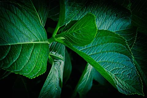 Hydrangea leaves in the park Stock Photos