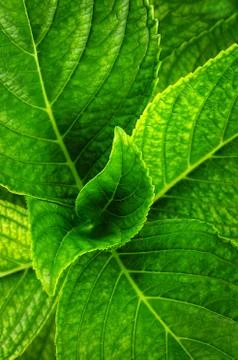 Hydrangea leaves Stock Photos