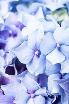 Hydrangea macro Hydrangea flowers close up as a background Copyright: xZoo... Stock Photos