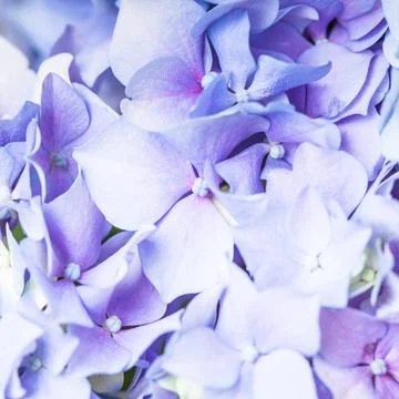 Hydrangea macro Hydrangea flowers close up as a background Copyright: xZoo... Stock Photos