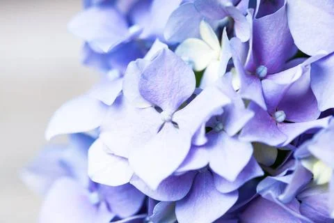 Hydrangea macro Hydrangea flowers close up as a background Copyright: xZoo... Stock Photos