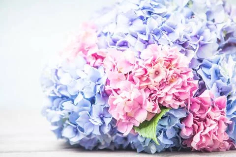 Hydrangea macro Hydrangea flowers close up on the table Copyright: xZoonar... Stock Photos