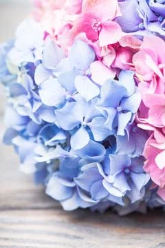 Hydrangea macro Hydrangea flowers close up on the table Copyright: xZoonar... Stock Photos