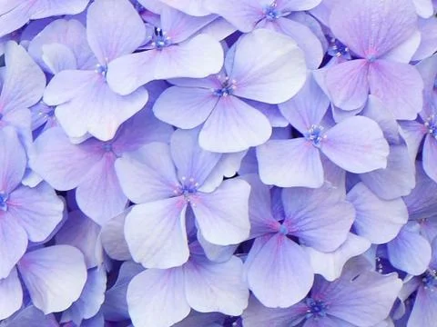 Hydrangea macro Stock Photos