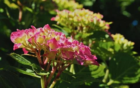 Hydrangea macro solarized in full sun Stock Photos