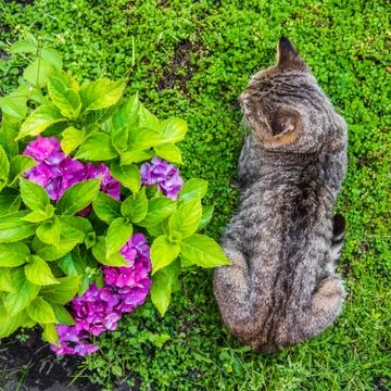 Hydrangea macrophylla and tabby cat Foto stock