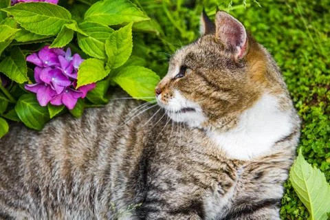 Hydrangea macrophylla and tabby cat Stock Photos