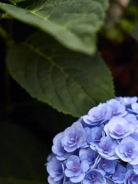 Hydrangea macrophylla background and space for text. Stock Photos