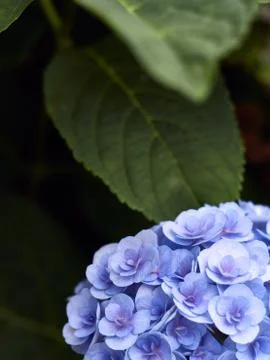 Hydrangea macrophylla background and space for text. Stock Photos