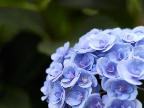 Hydrangea macrophylla background and space for text. Stock Photos