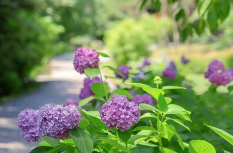 Hydrangea macrophylla - Beautiful bush of hydrangea flowers in a garden Stock Photos