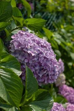 Hydrangea macrophylla. Beautiful purple Hydrangea macrophylla flower heads cl Stock Photos
