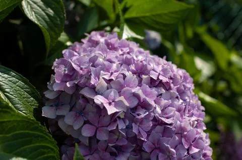 Hydrangea macrophylla. Beautiful purple Hydrangea macrophylla flower heads cl Stock Photos