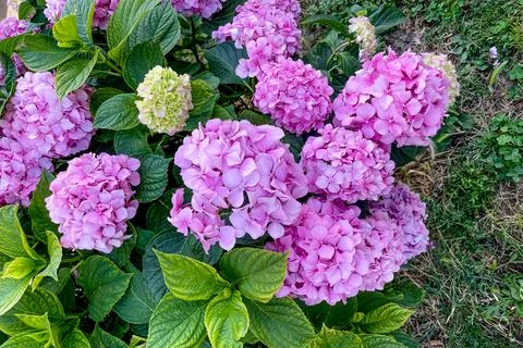 Hydrangea macrophylla blooming delicate beautiful pink blossom spring closeup Fotos de archivo
