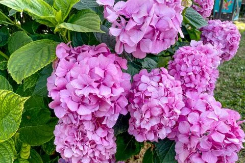 Hydrangea macrophylla blooming delicate beautiful pink blossom spring closeup Foto stock