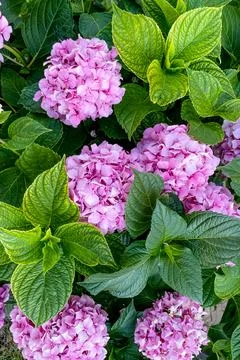 Hydrangea macrophylla blooming delicate beautiful pink blossom spring closeup Fotos de archivo