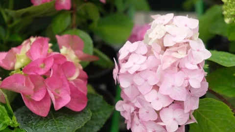 Hydrangea macrophylla blooming. Magenta, white and pink heads of bigleaf Stock Footage 335587640