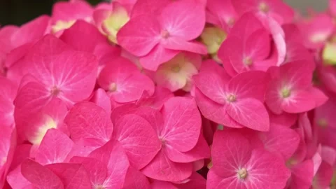 Hydrangea macrophylla blooming. Magenta, white and pink heads of bigleaf Stock Footage 335587679
