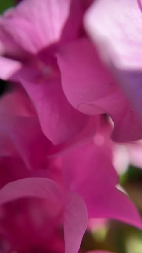 Hydrangea macrophylla blooming pink blossom wallpaper blank copy space for text Stock Footage 337615742