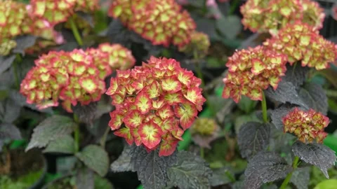 Hydrangea macrophylla blooming. Red, yellow green, pink heads of bigleaf Stock Footage 335587718