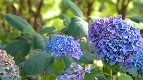 Hydrangea Macrophylla Blooms in Sunlit Amsterdam Garden Stock Footage 318433806