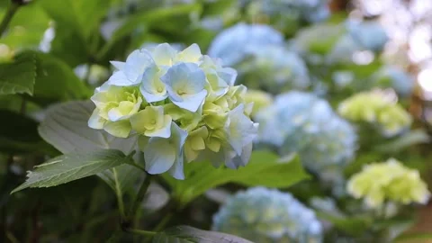 Hydrangea macrophylla blooms with yellow and blue tones swaying 動画素材 339417318