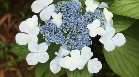 Hydrangea macrophylla in botanic garden Stock Footage 54515030