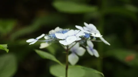 Hydrangea macrophylla in botanic garden Stock Footage 54515373