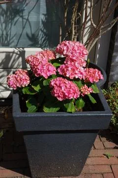 Hydrangea macrophylla with bright pink flower clusters in a square planter Stock Photos
