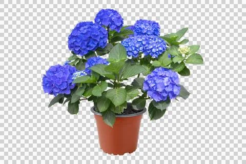 Hydrangea macrophylla bush with intense blue flowers in pot. Garden center .. Stock Photos