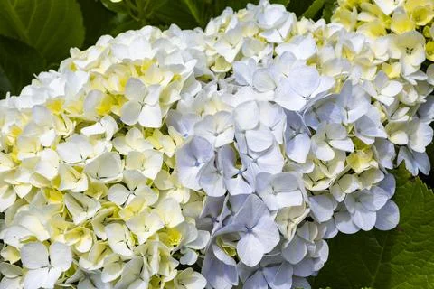 Hydrangea macrophylla, close up of white flowers Stock Photos