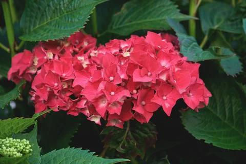 Hydrangea macrophylla deep pink flowers Stock Photos