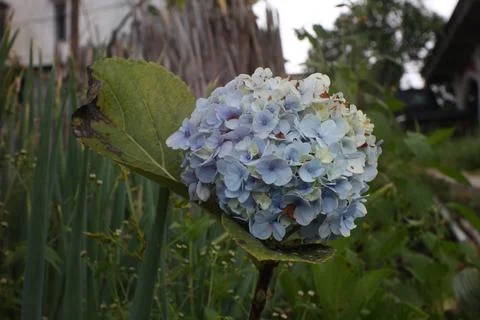 (Hydrangea macrophylla 'Endless Summer') Stock Photos
