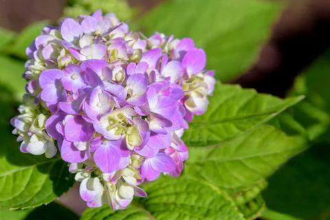 Hydrangea macrophylla flower Stock Photos