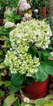 Hydrangea macrophylla flower plant Foto stock