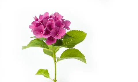 Hydrangea macrophylla flower in red color on a white background Stock Photos