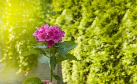 Hydrangea macrophylla flower in red color on a green background Stock Photos