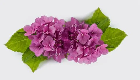 Hydrangea macrophylla flower in red color on a white background Stock Photos
