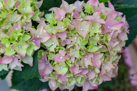 Hydrangea macrophylla flowers blooming during spring season Stock Photos