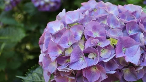 Hydrangea macrophylla flowers with purple petals and golden bokeh 動画素材 339417335