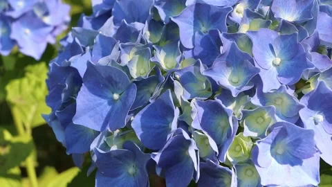 Hydrangea macrophylla flowers with sky blue petals in sunny garden 動画素材 339417315