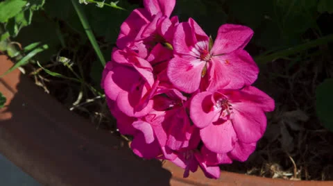 Hydrangea macrophylla Stock Footage 27099367
