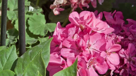 Hydrangea macrophylla Stock Footage 27101679