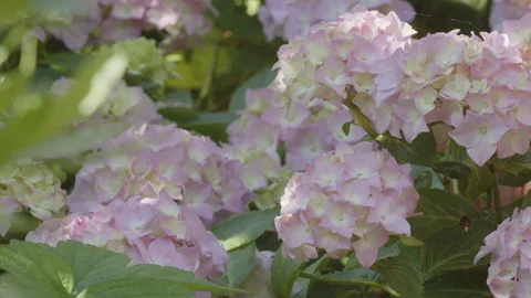 Hydrangea macrophylla gentle pink flowers 4K video Stock Footage 265517549